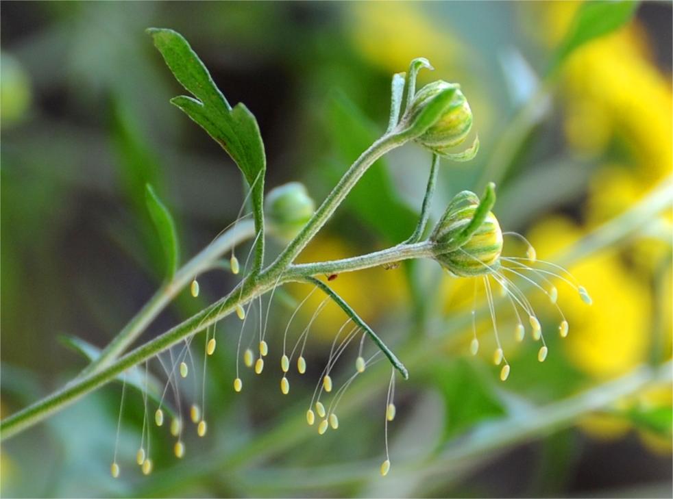 优昙花世界上最稀有的花