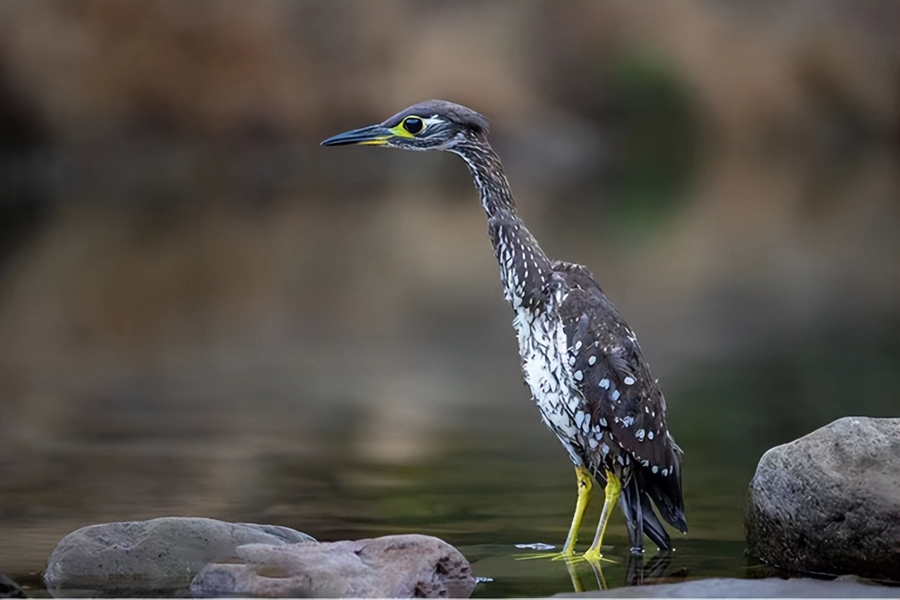 海南虎斑鳽 世界上最神秘的鸟