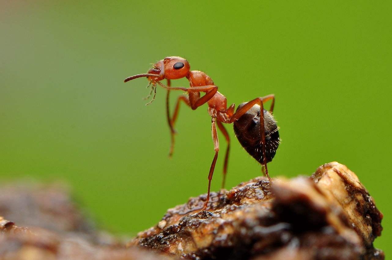 蚂蚁搬家要下雨 蚂蚁搬家要下雨的原因